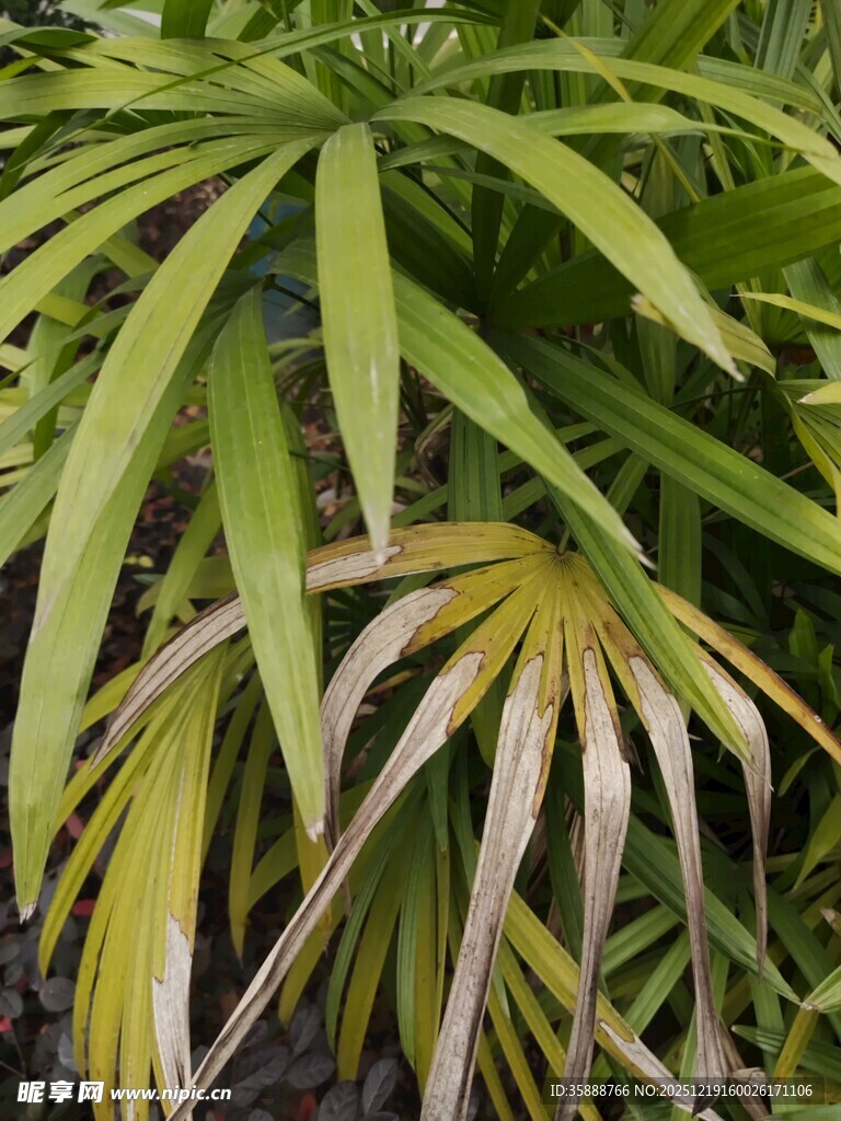 叶片斑驳的绿色植物