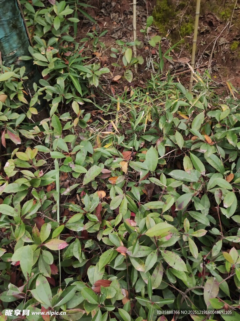 林下繁茂绿植景观