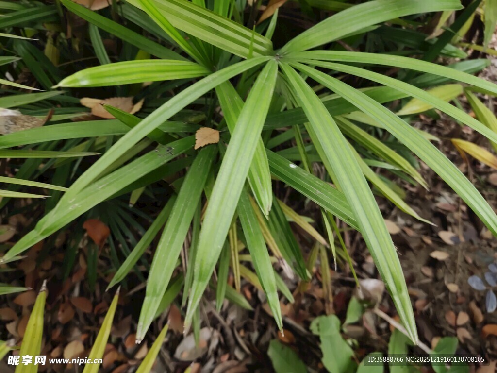 翠绿细长叶片的植物