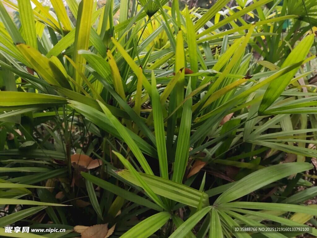 翠绿繁茂的热带植物景观