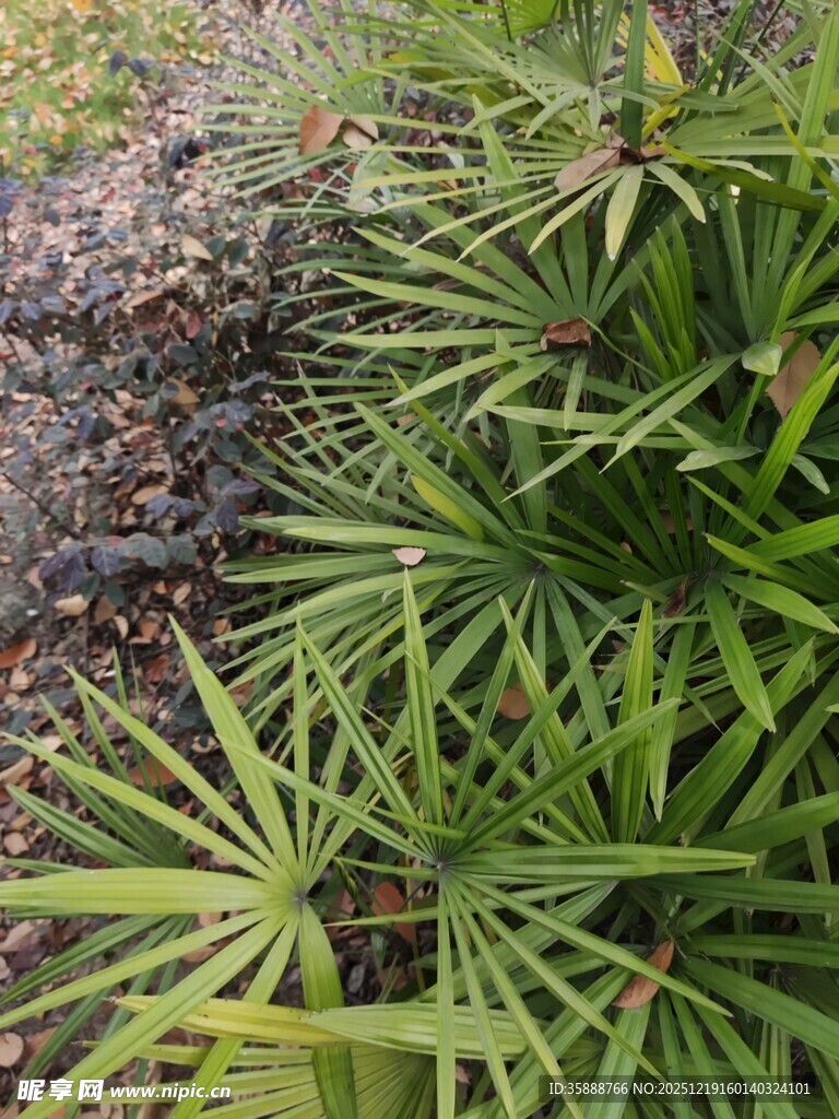 翠绿星状叶片植物特写
