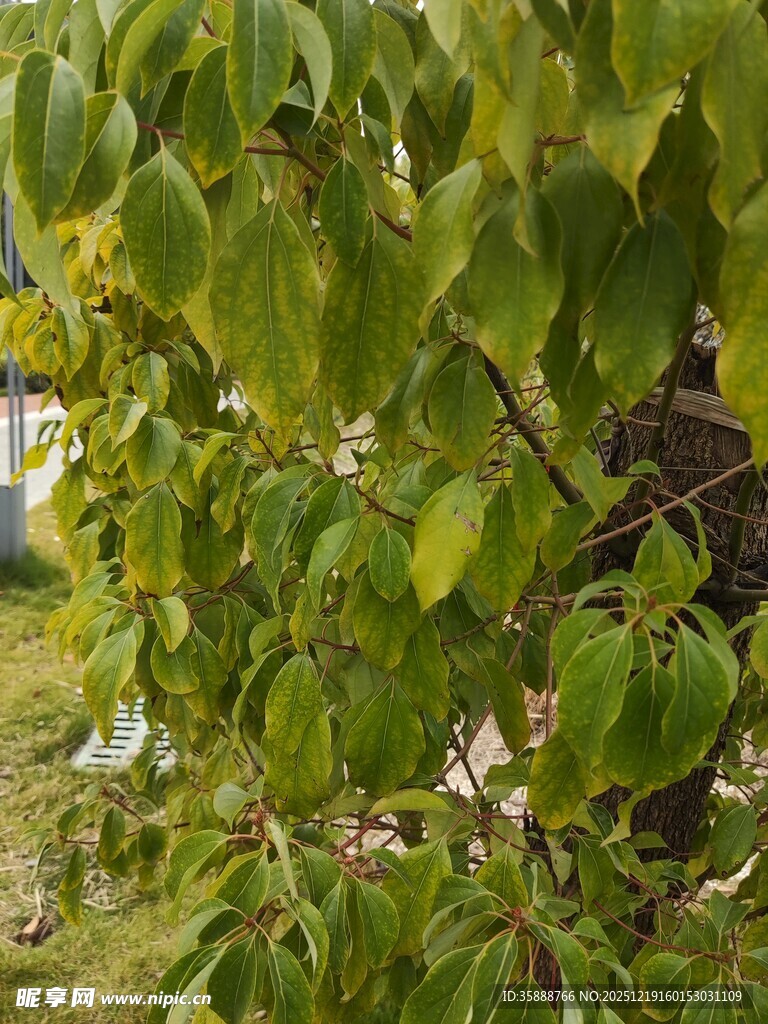 绿叶繁茂的树枝景象