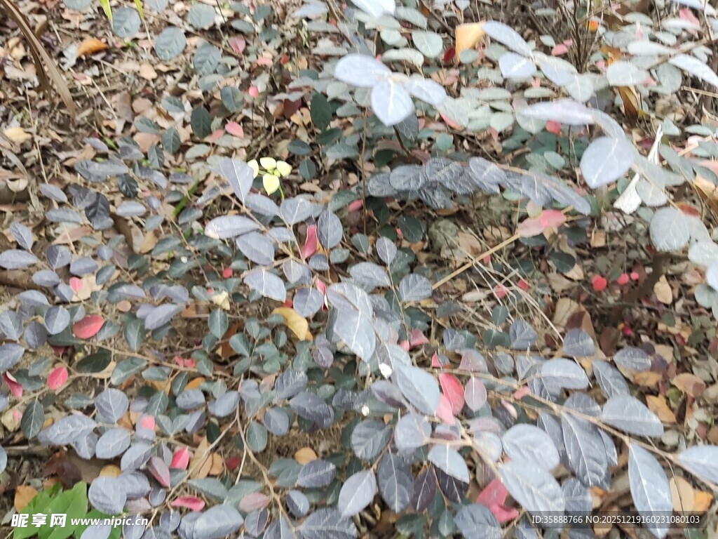 多彩叶片植物特写