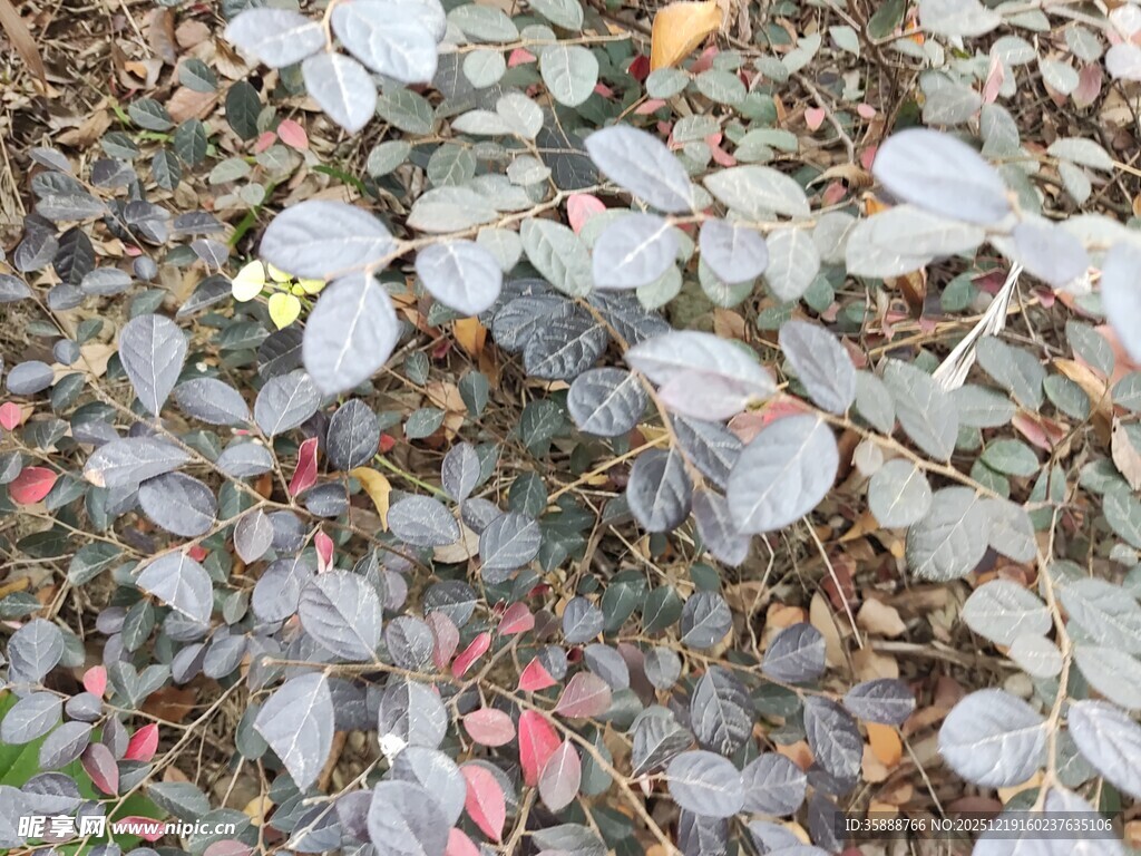 地面上的多彩落叶与植物