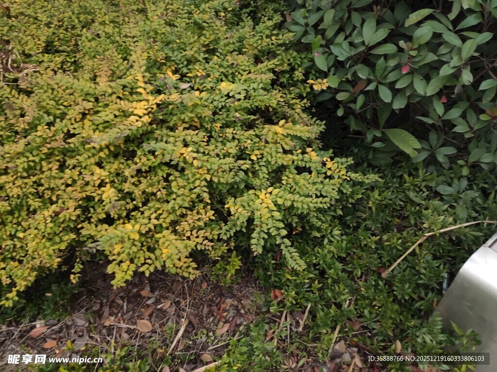 黄绿相间的灌木丛