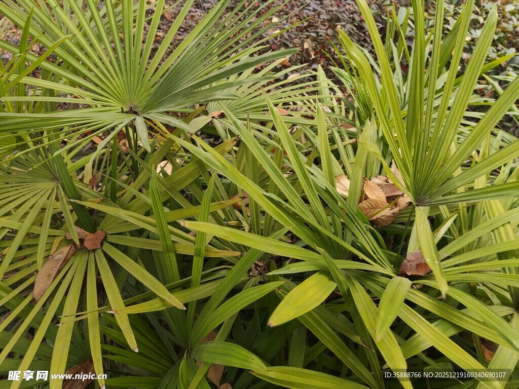 翠绿蒲葵植物特写