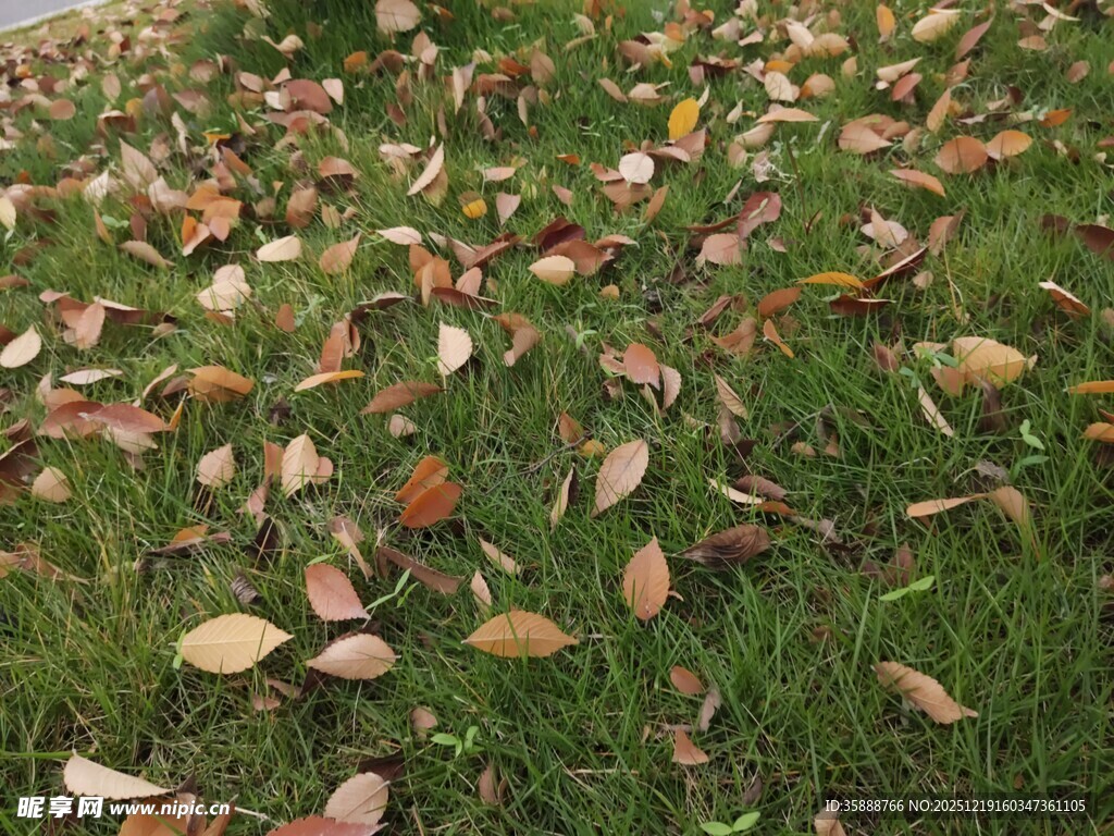 草地上的缤纷落叶