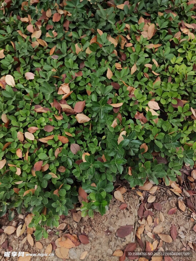 地面绿植与散落枯叶景象