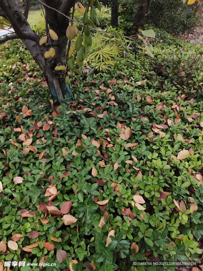 林间落叶覆盖的翠绿植被