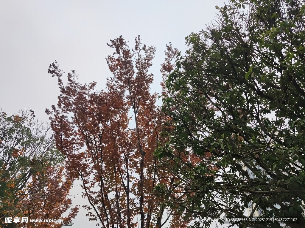 秋日多彩树木景致