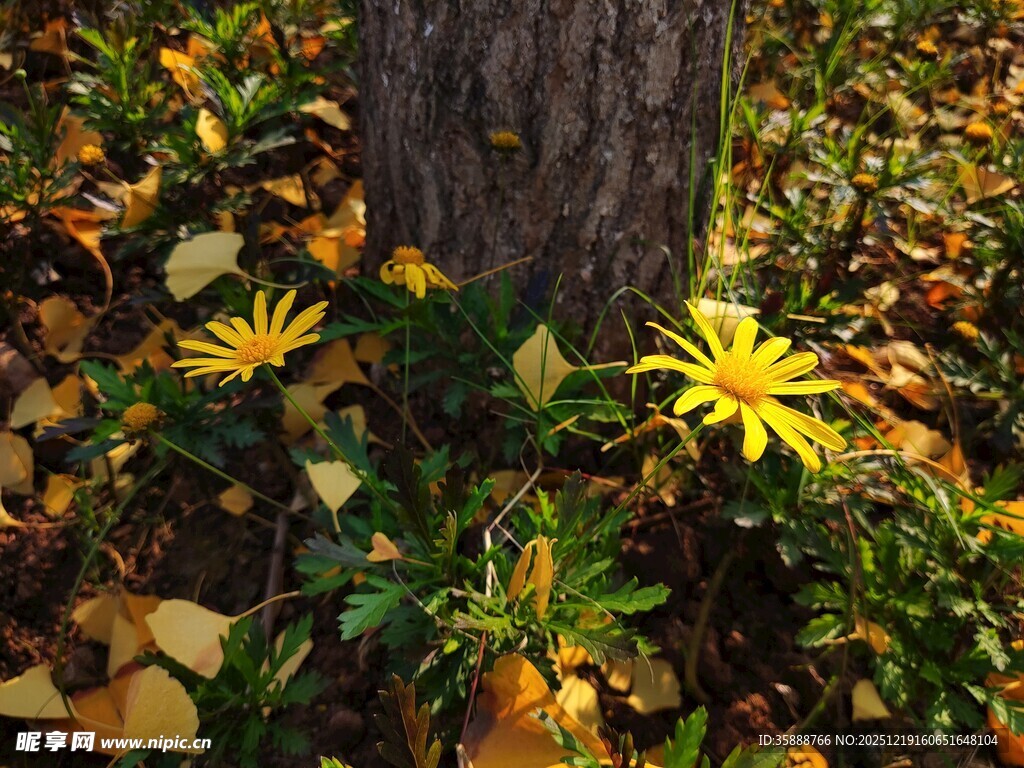 树下绽放的黄色小花