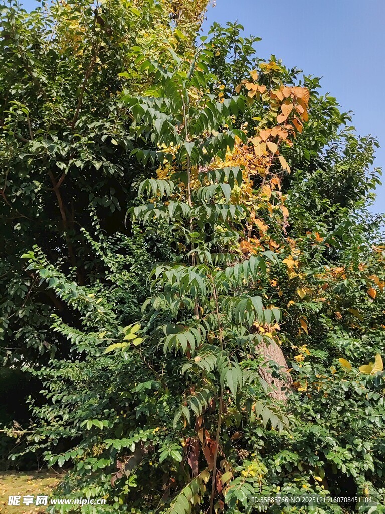 秋日繁茂绿植景观