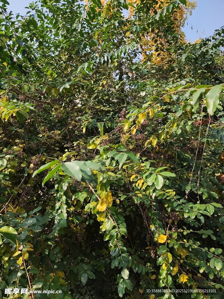 秋日繁茂枝叶间的果实