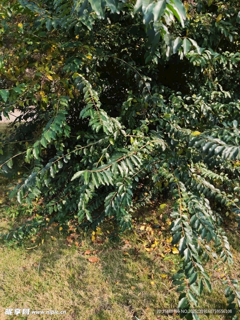 繁茂绿植展现自然生机