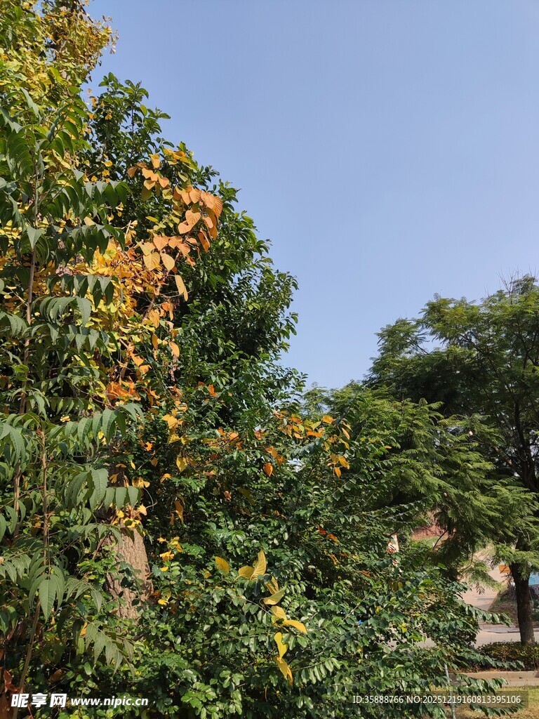 硕果累累的繁茂果树