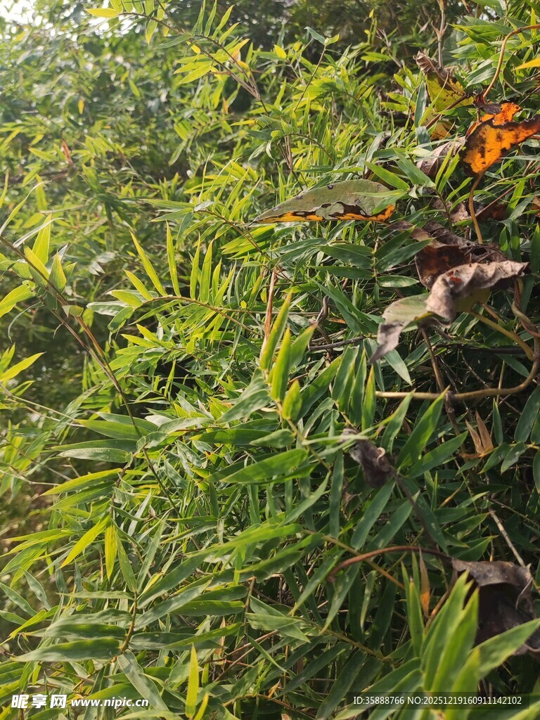 繁茂绿植中的多彩景象