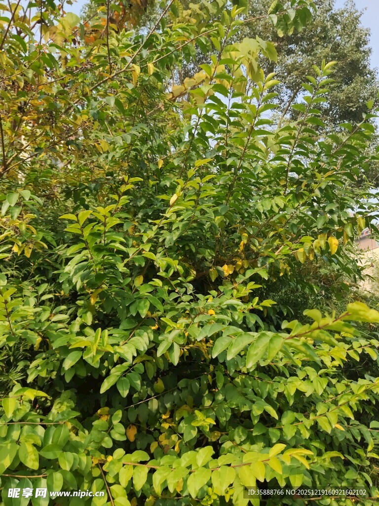 翠绿繁茂的植物景观