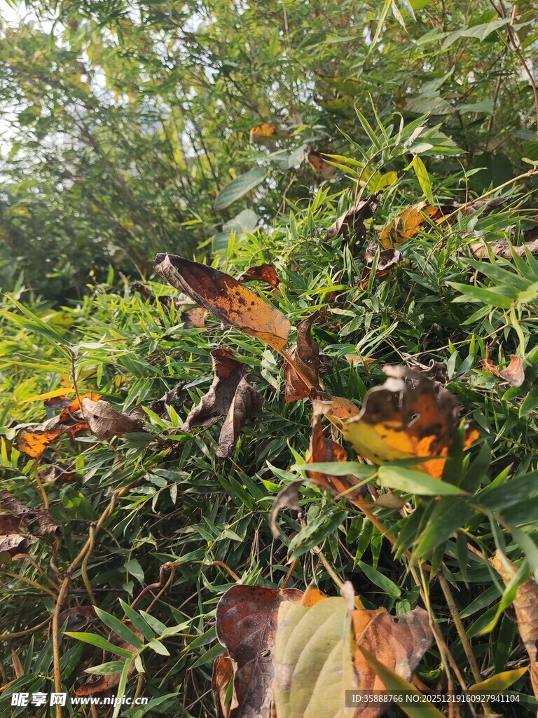 绿叶间的多彩植物景观