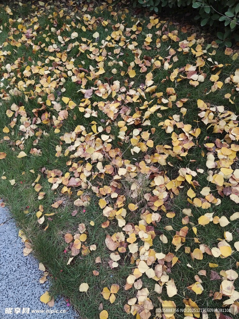 秋日落叶铺满翠绿草地