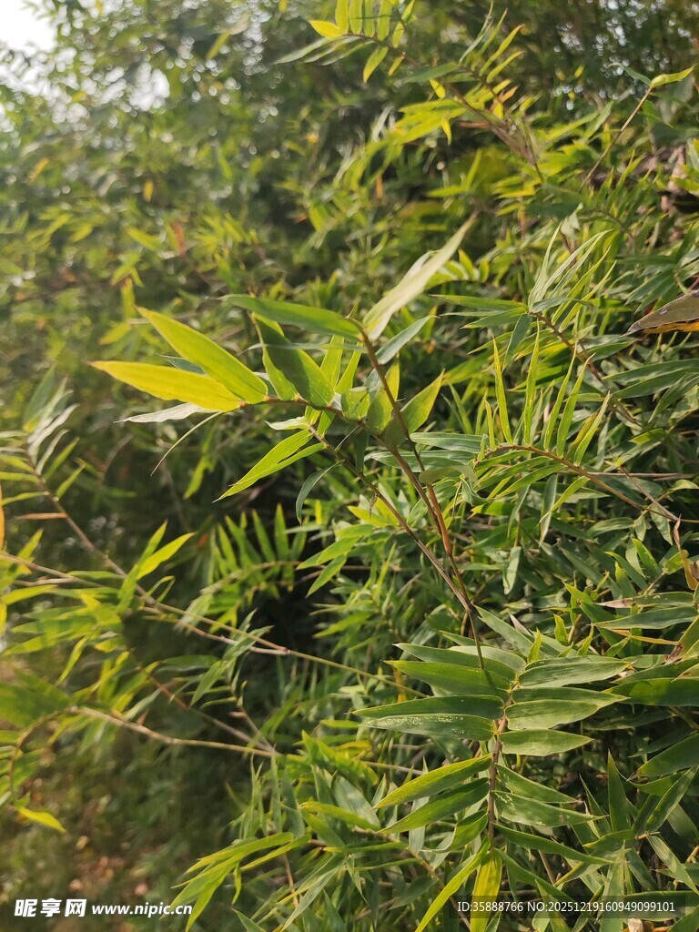 翠绿竹林景致