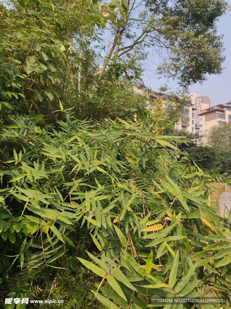 繁茂绿植景观