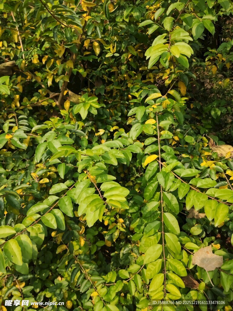 翠绿繁茂的植物枝叶