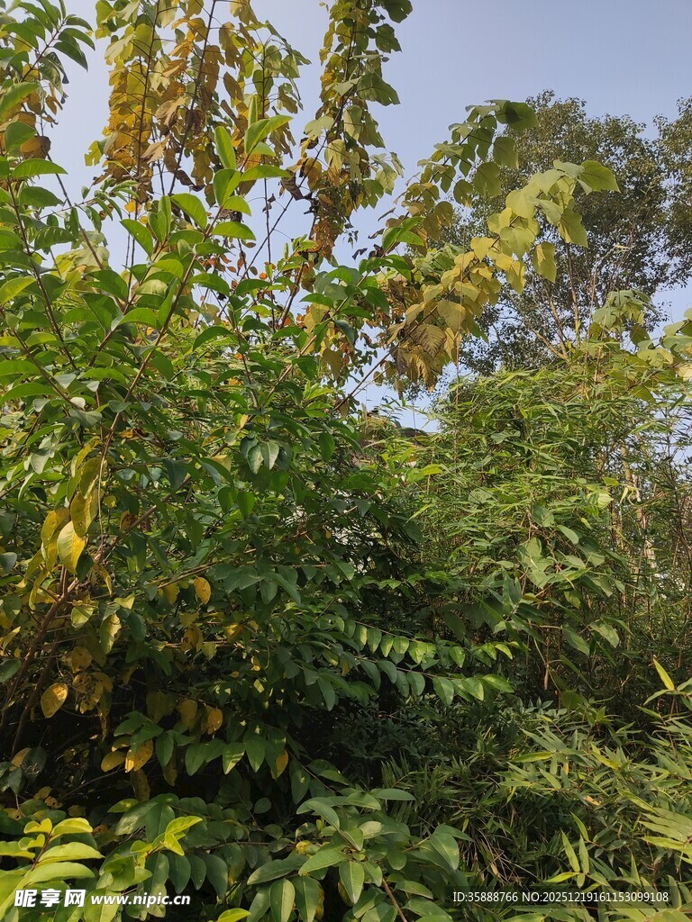 繁茂绿植展现自然生机