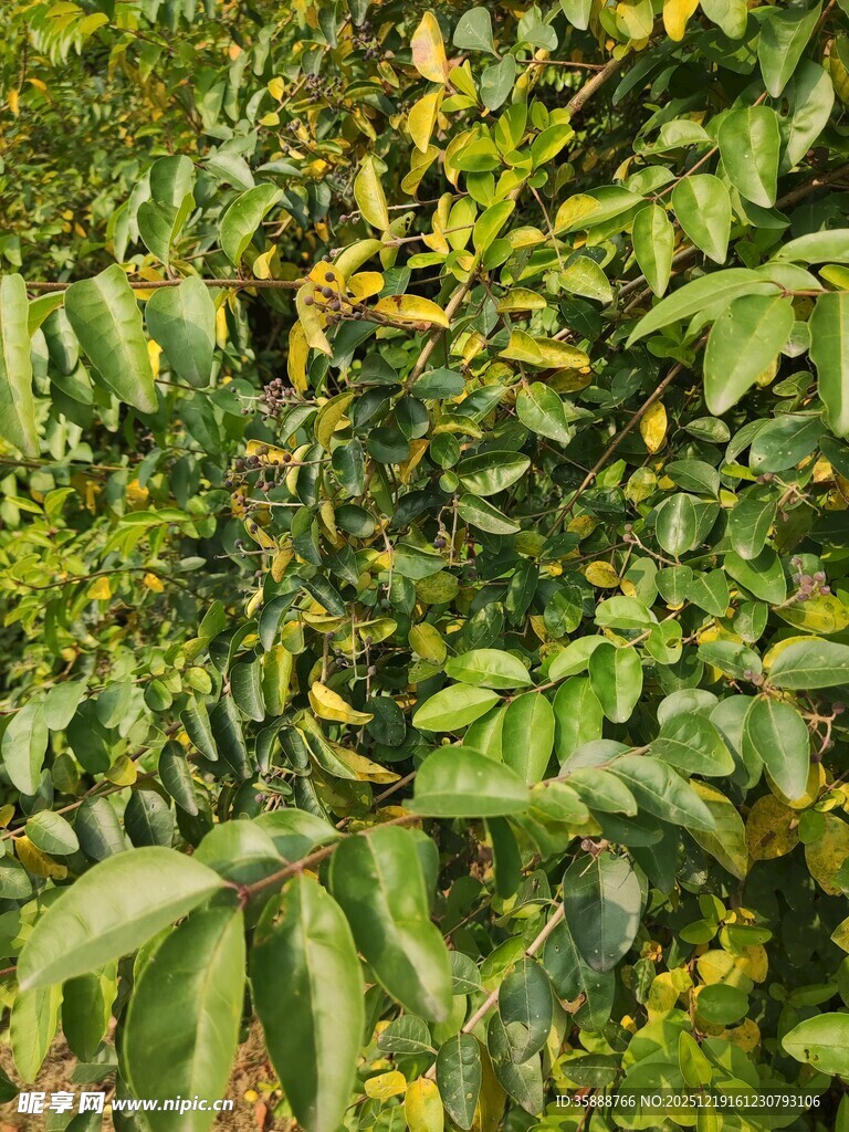 绿叶间的繁茂植物景象