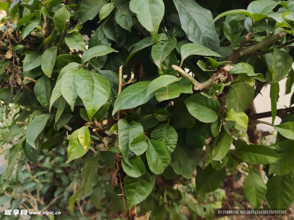 枝叶繁茂的绿植