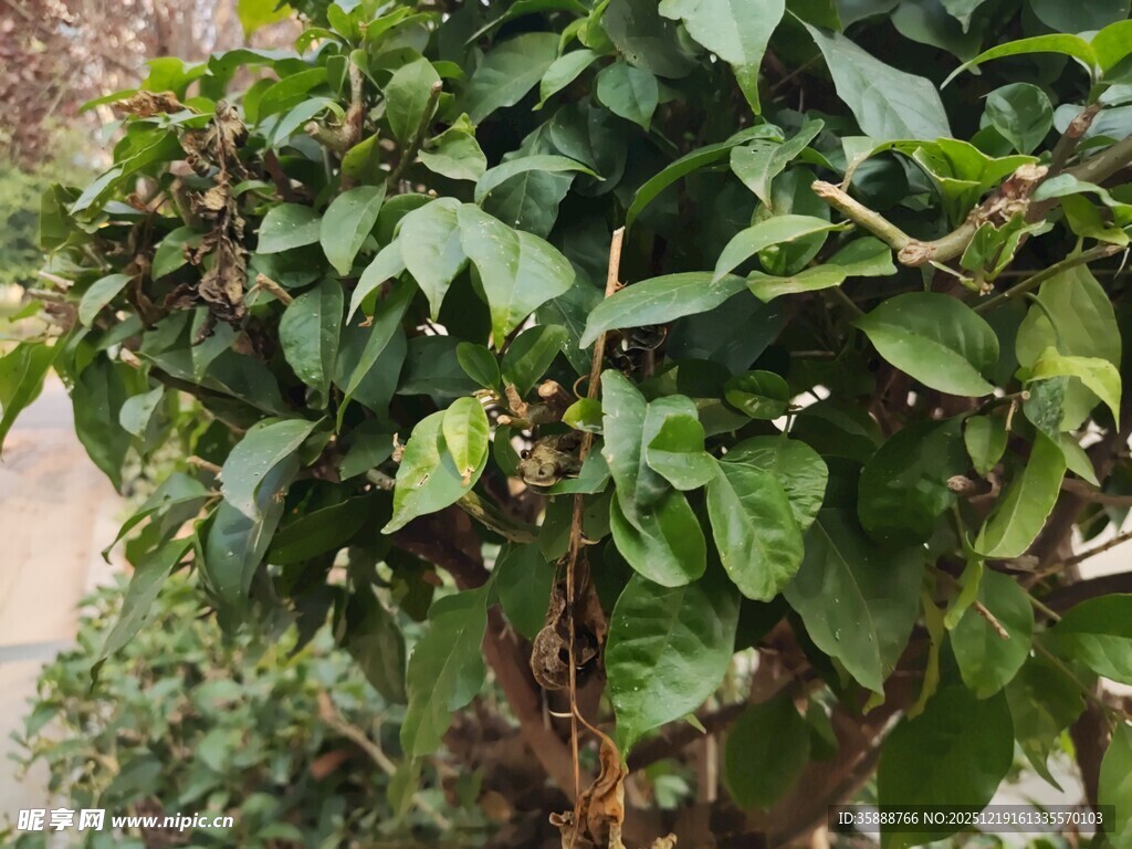 绿叶繁茂的绿植植株