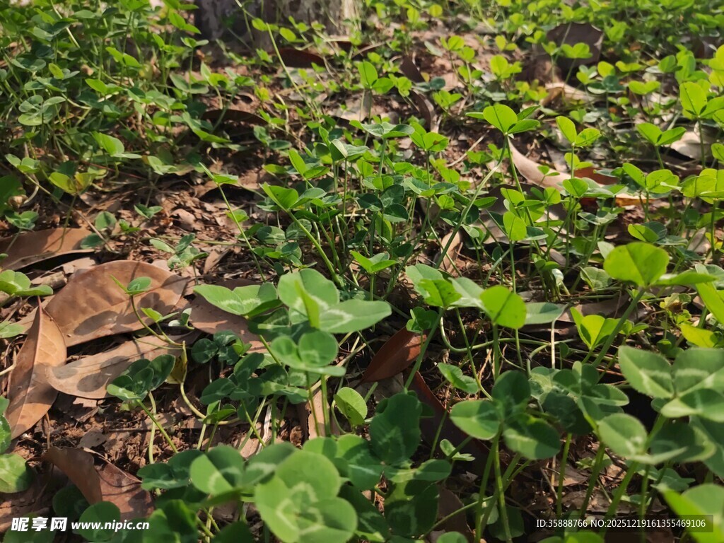 绿叶繁茂的地面植物景观