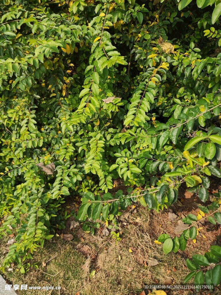 翠绿繁茂的灌木丛