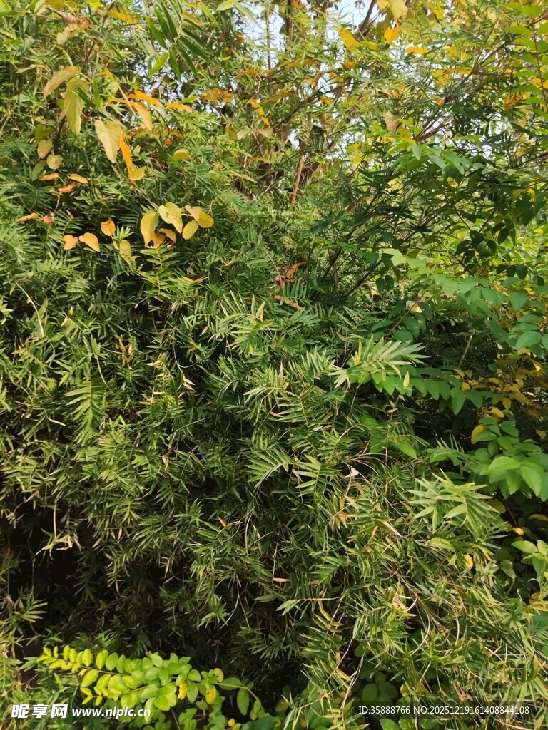 繁茂绿意盎然的植物景观