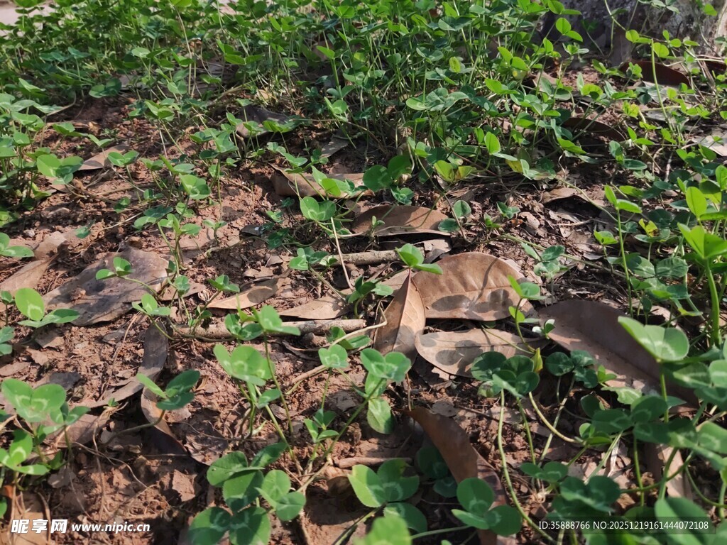 野外繁茂绿植与散落木枝