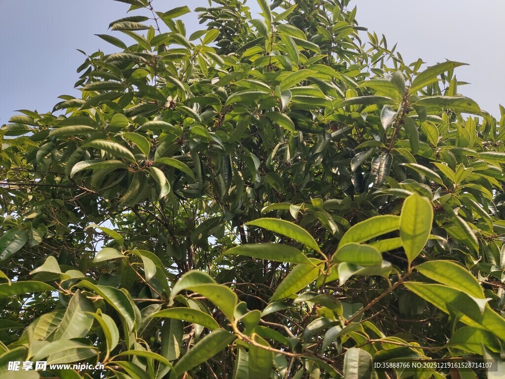茂盛绿叶植物景观