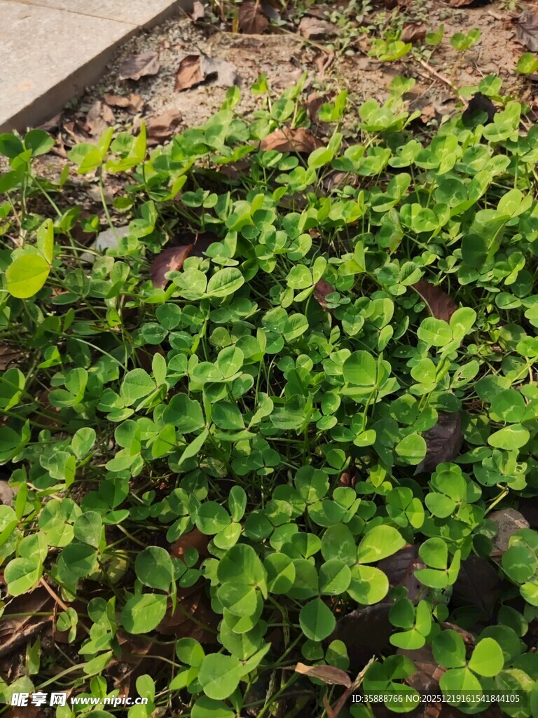 茂盛绿植展现勃勃生机