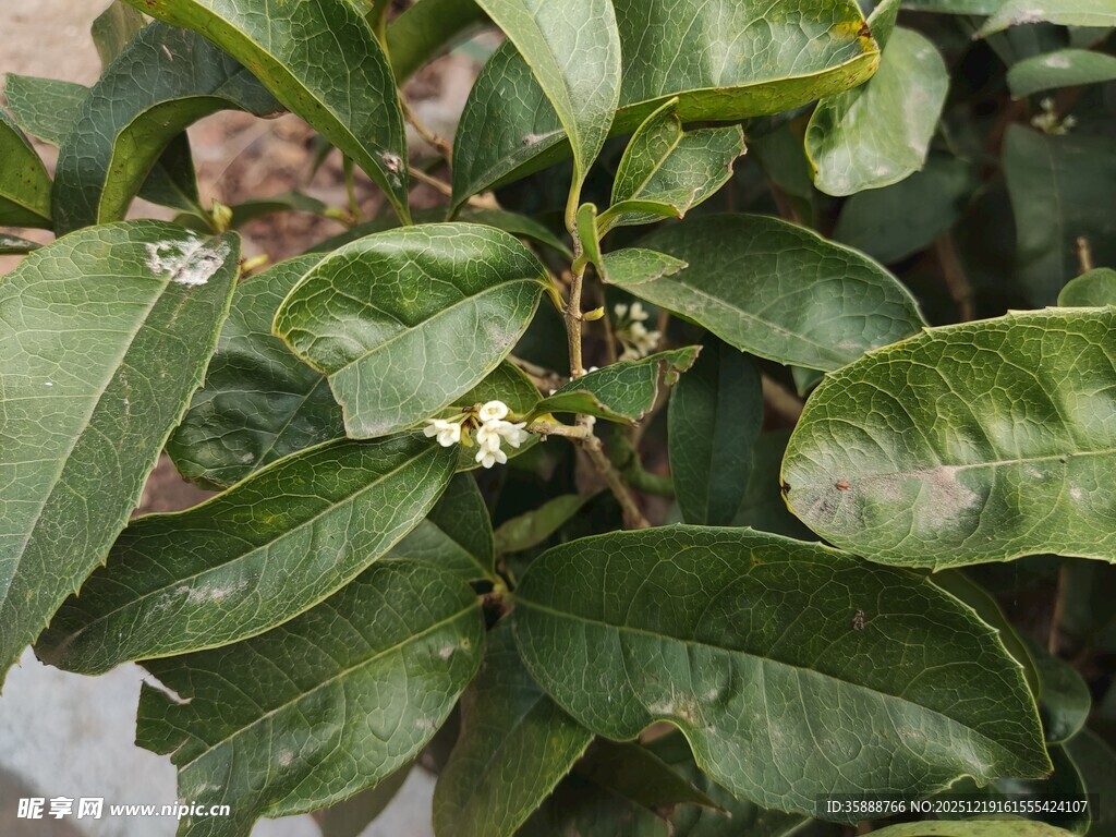 绿叶繁茂的植物特写