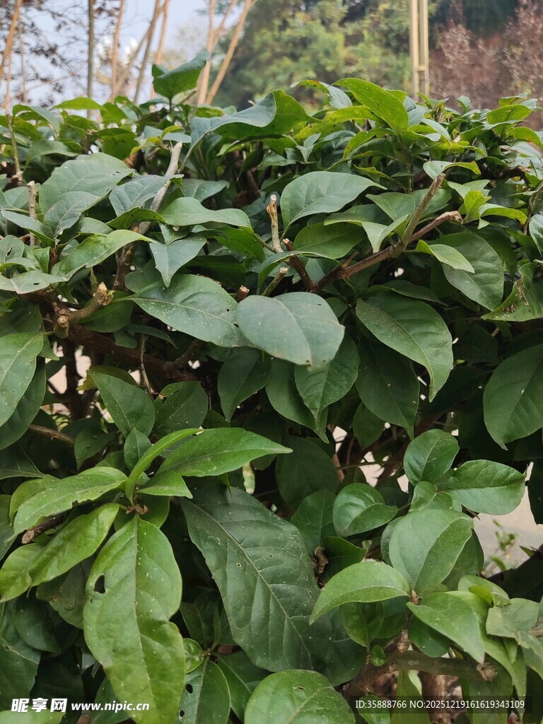 绿叶繁茂的植物景观