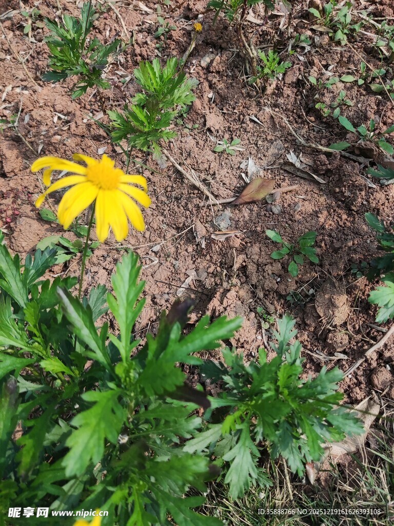 黄色小花绽放于绿地间