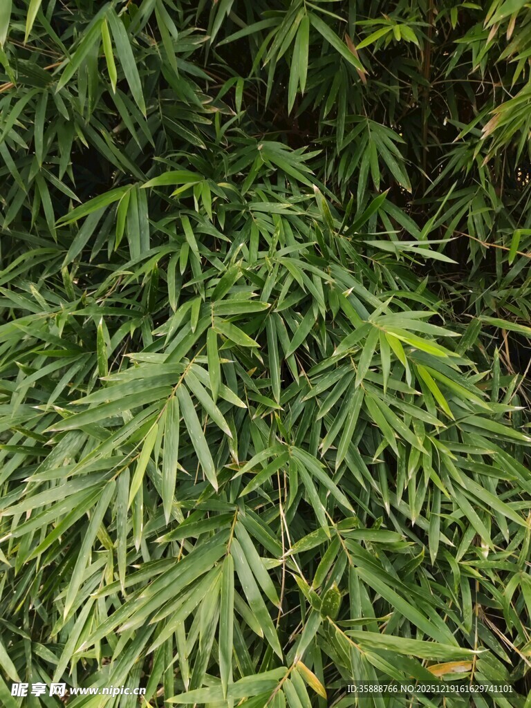 翠绿繁茂的植物枝叶