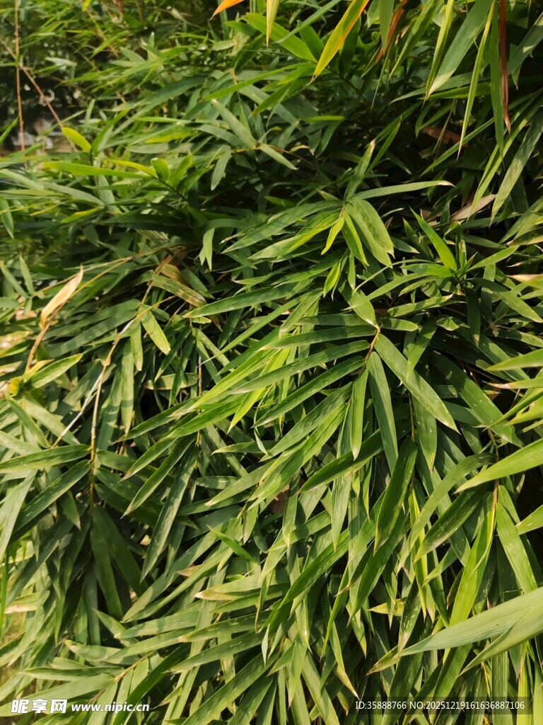 翠绿繁茂的植物叶片