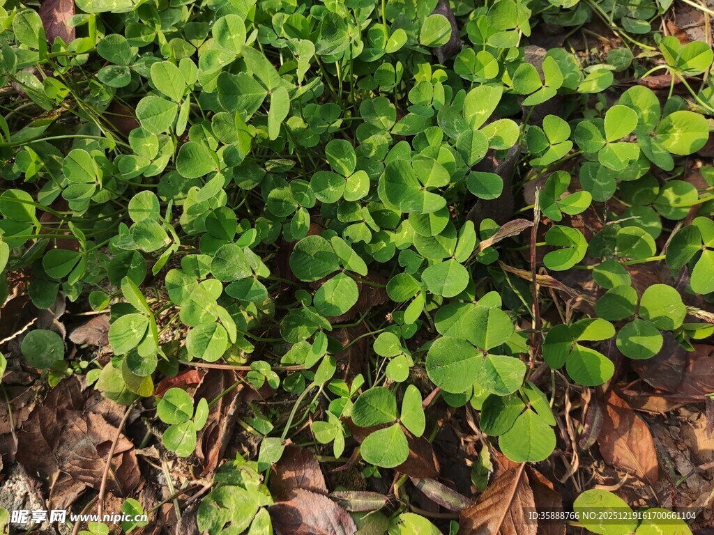 地面上的翠绿植物群落