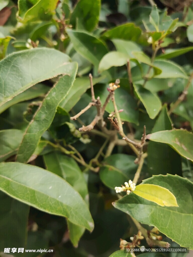 绿叶间的小黄花植物特写