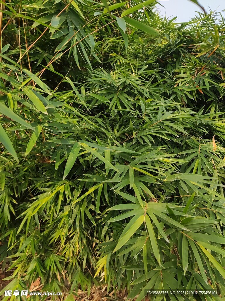 茂密的绿色植物景观