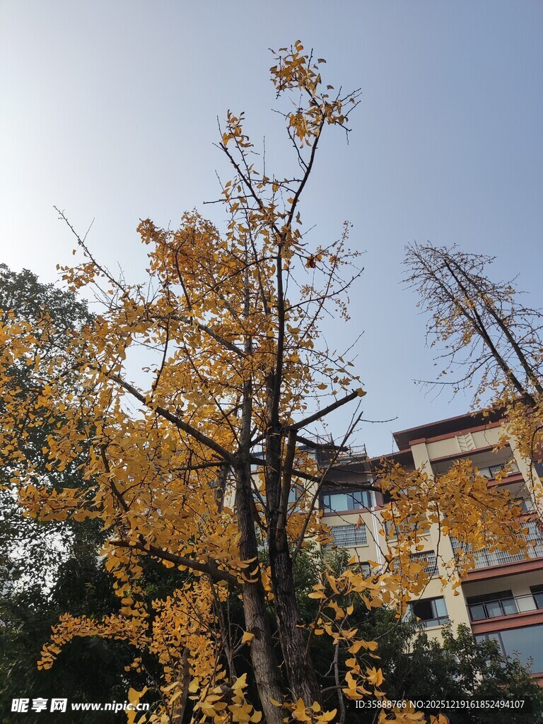 秋日银杏旁的建筑景观