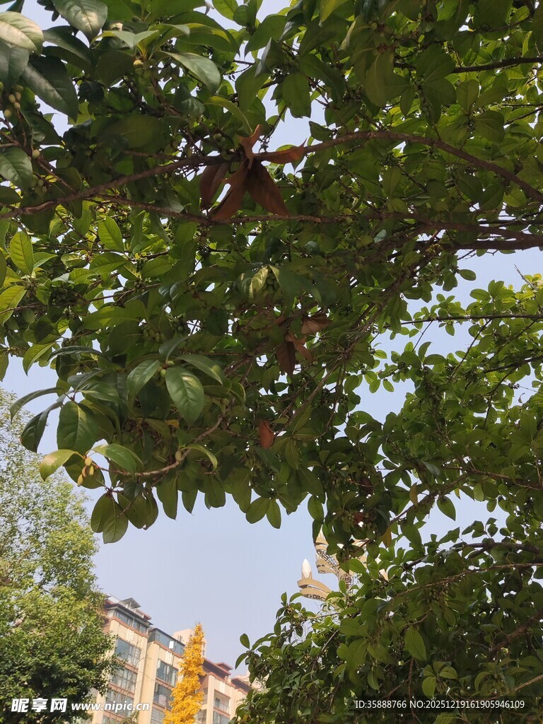 繁茂绿树间的蓝天一角