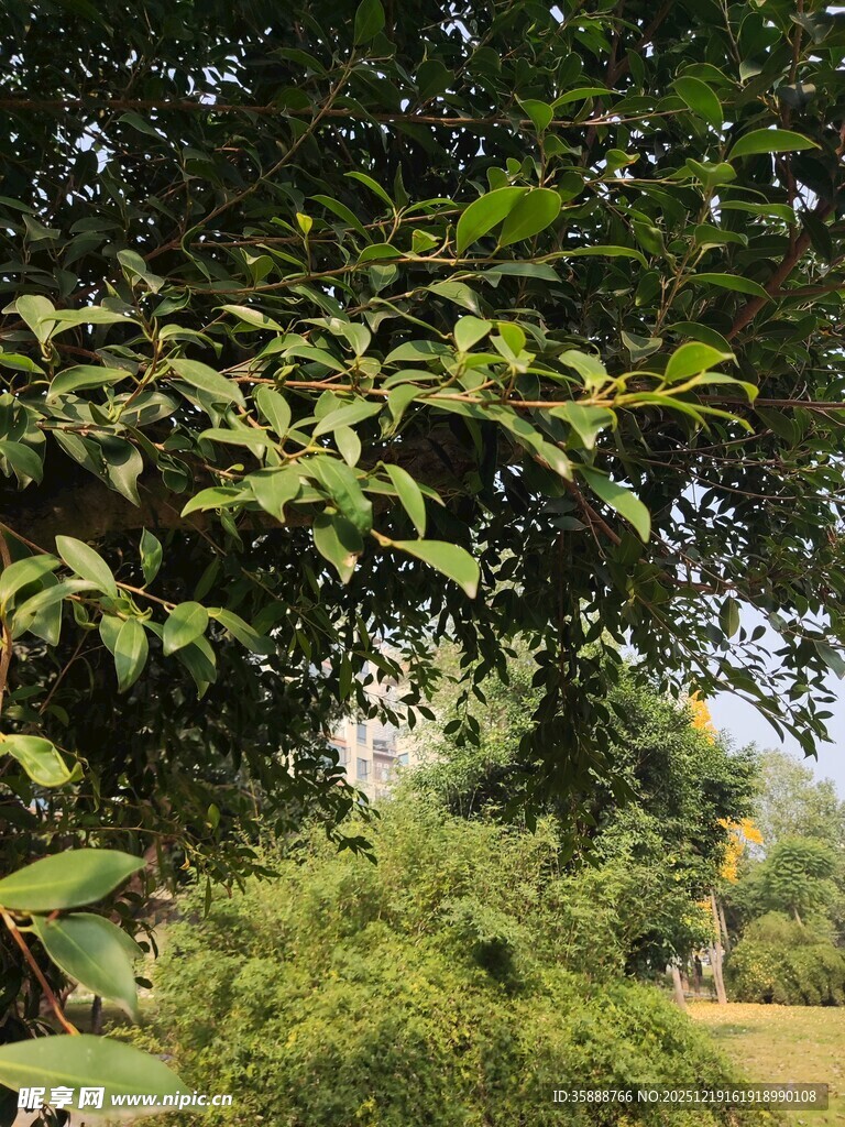 繁茂绿树间的自然景致