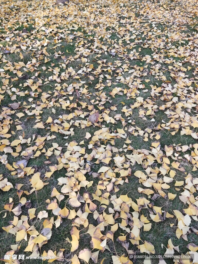 地面铺满金黄落叶景象