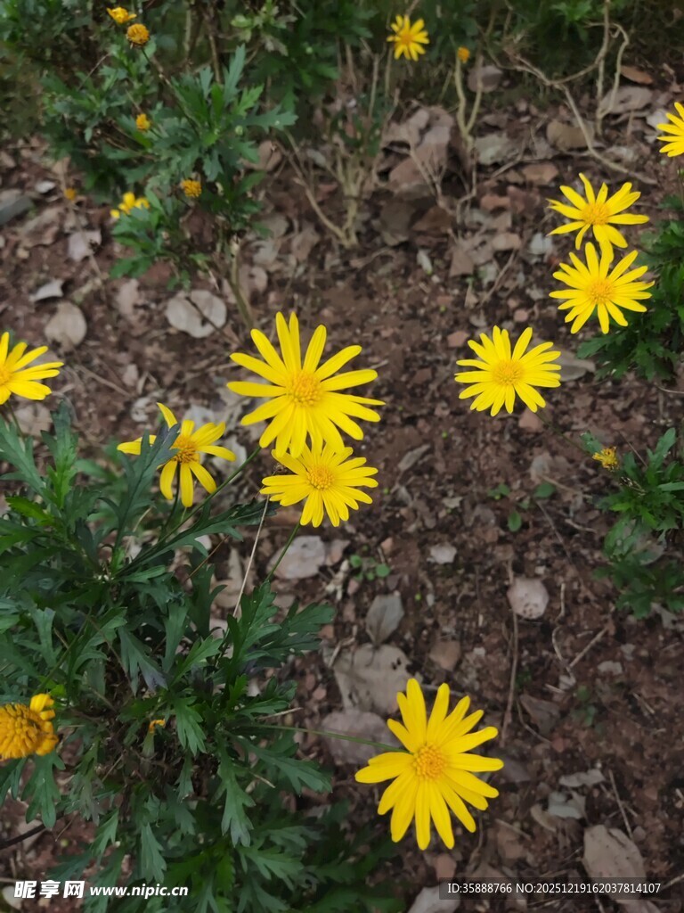地面绽放的黄色小花