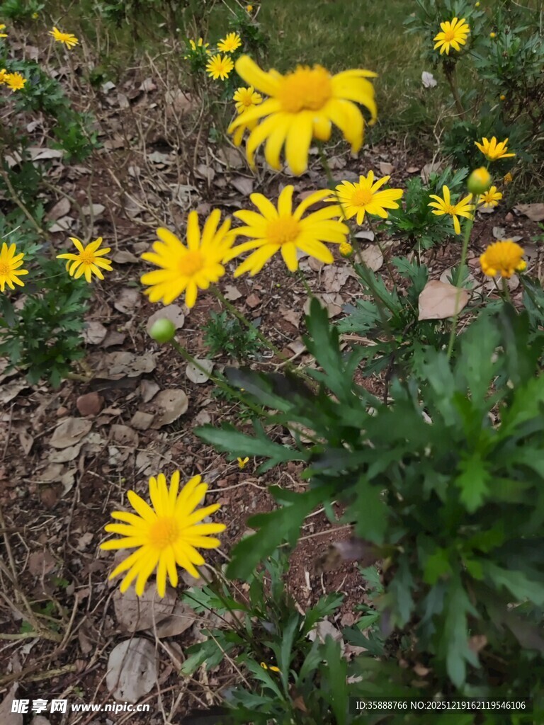 黄色小花绽放于泥土间
